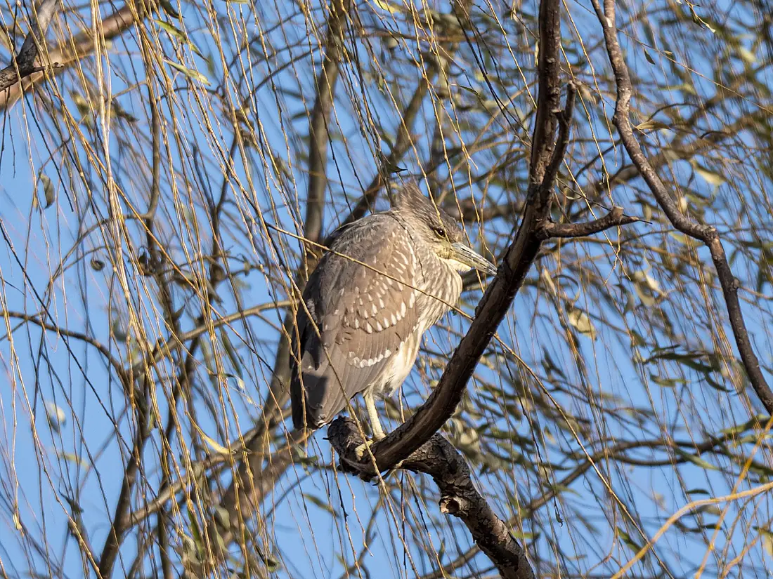 Black-crowned night-heron in Beijing Chaoyang park