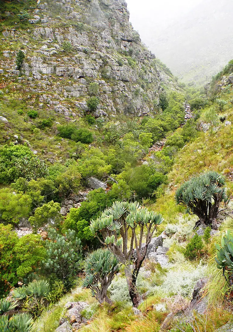 1 Fan Aloe trees in Western Cape mountains - South Africa