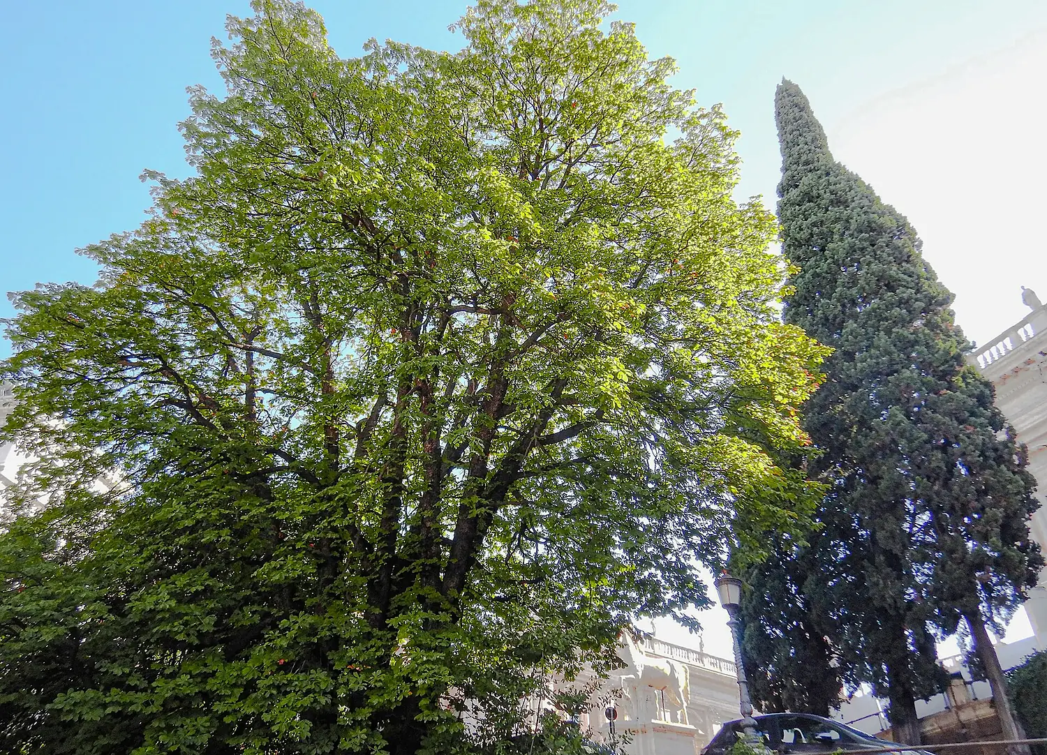 Ippocastano vetusto, Campidoglio, Roma