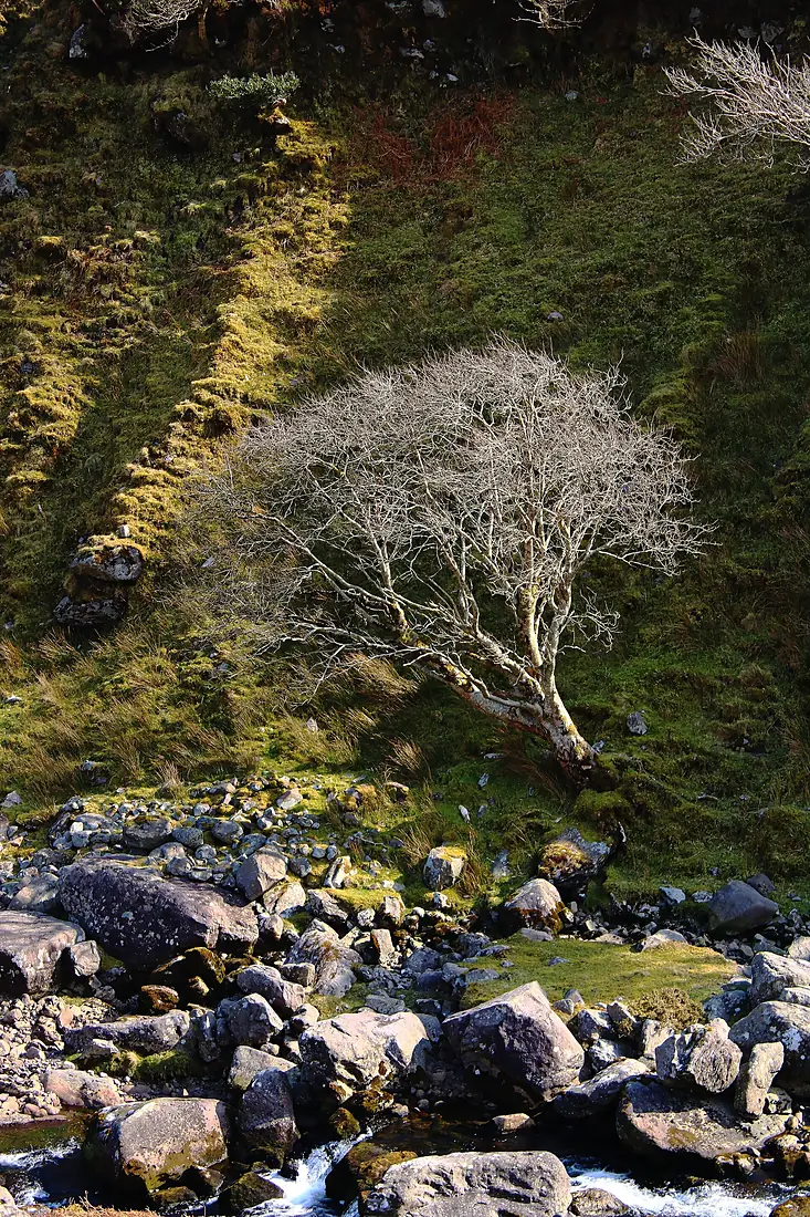 Lone Tree and river Gaddagh