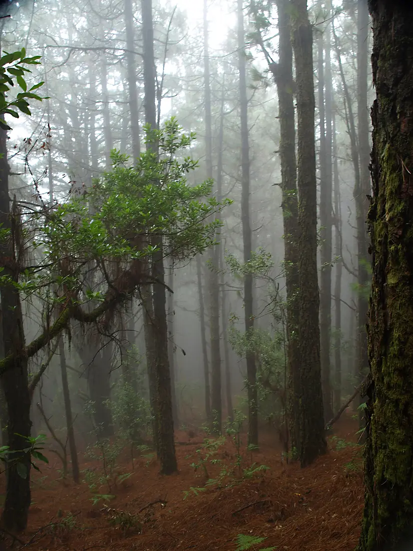 Bruma en el bosque de Cumbre Vieja (La Palma)