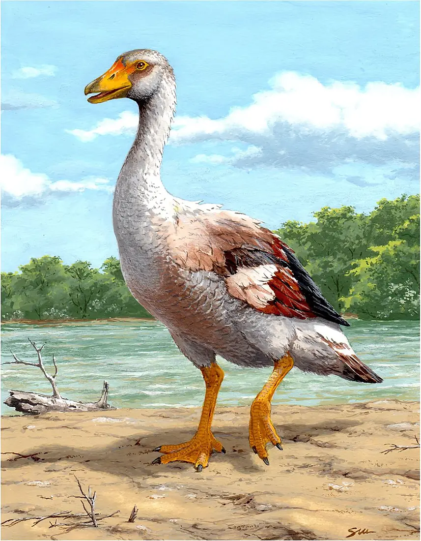 Garganornis ballmanni (reconstruction by Stefano Maugeri)