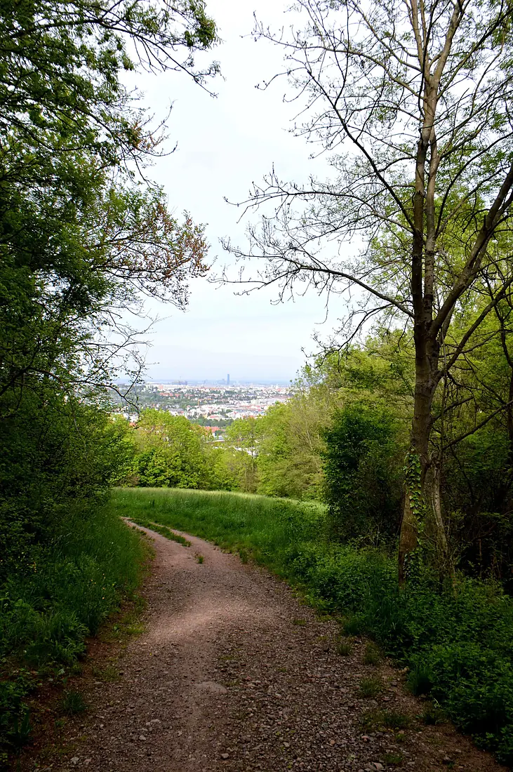 Himmelhofweg Wien (17554262810)