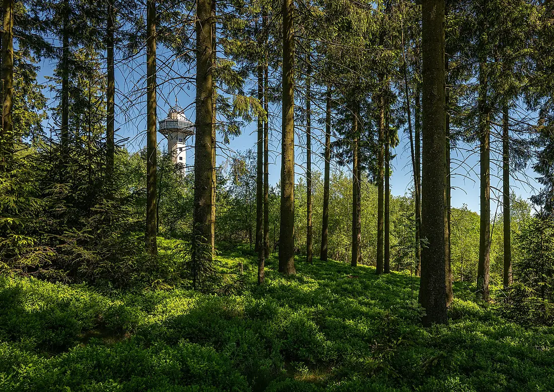 Fichtenwald-Ettelsberg-Hochheideturm-Willingen-2026