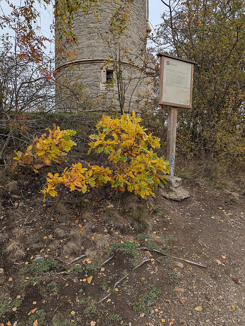 20251011 xl 1227-Märchenweg und Rapunzelturm (Kaiserturm (Wernigerode)) (19641)