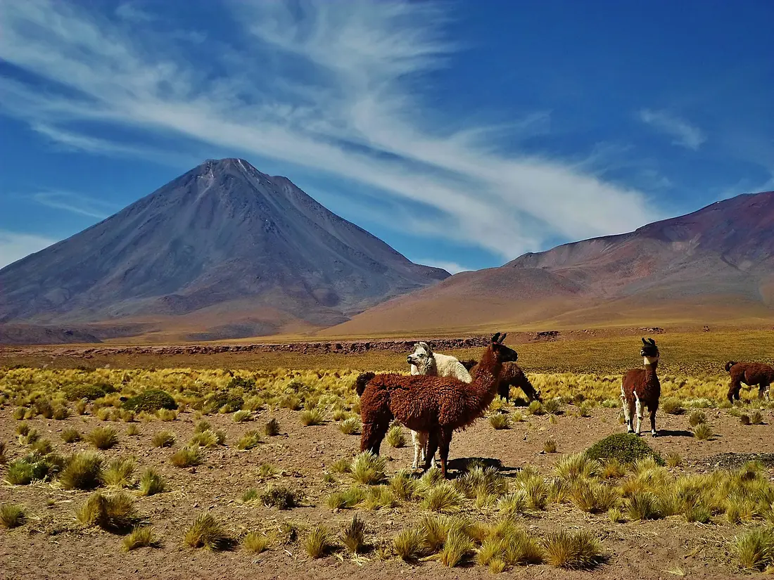 Llamas, volcan Licancabur, Atacama, Chile