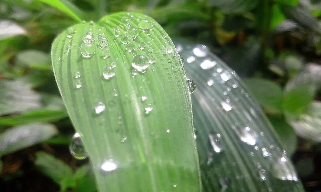 Embun pagi di jalur Marapi