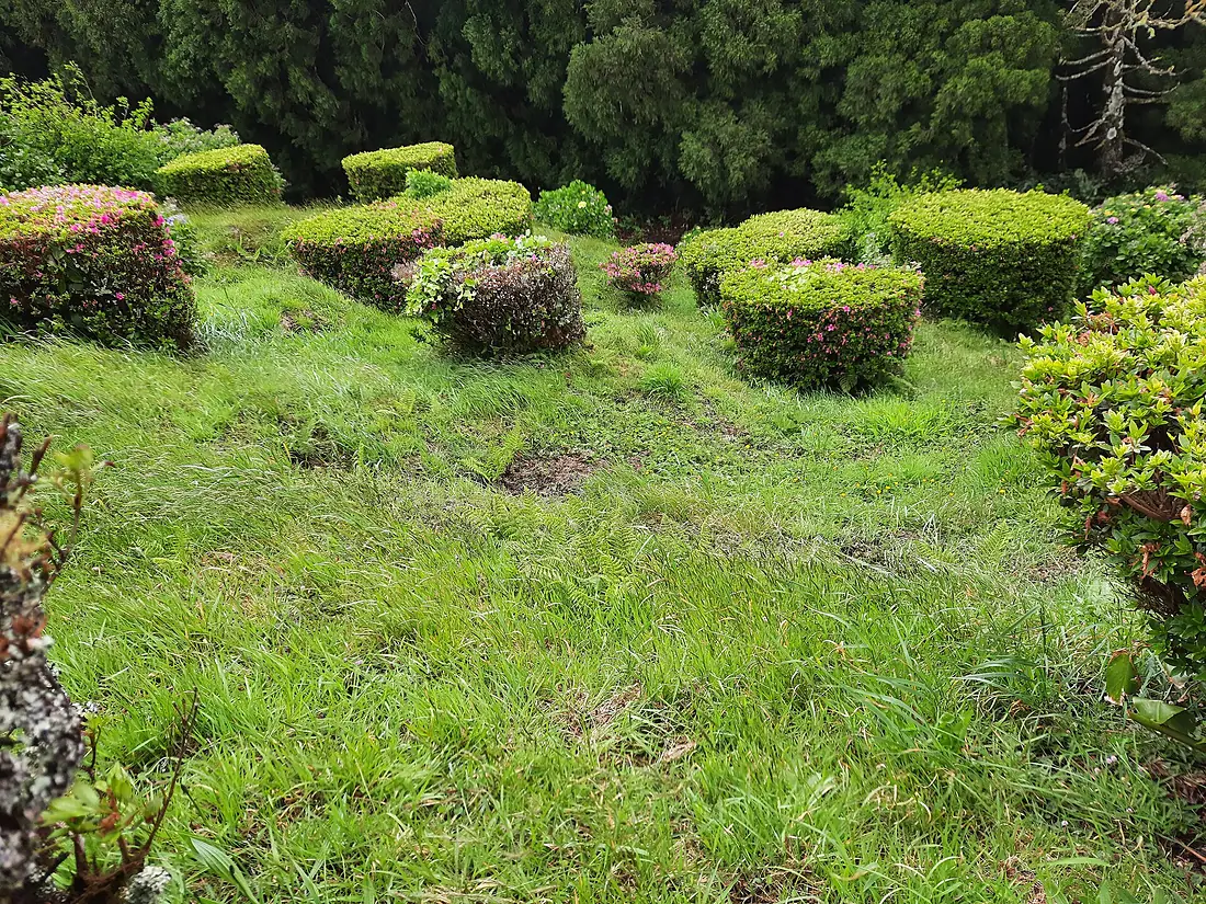 20220519.São Miguel.Pico do Ferro.-012