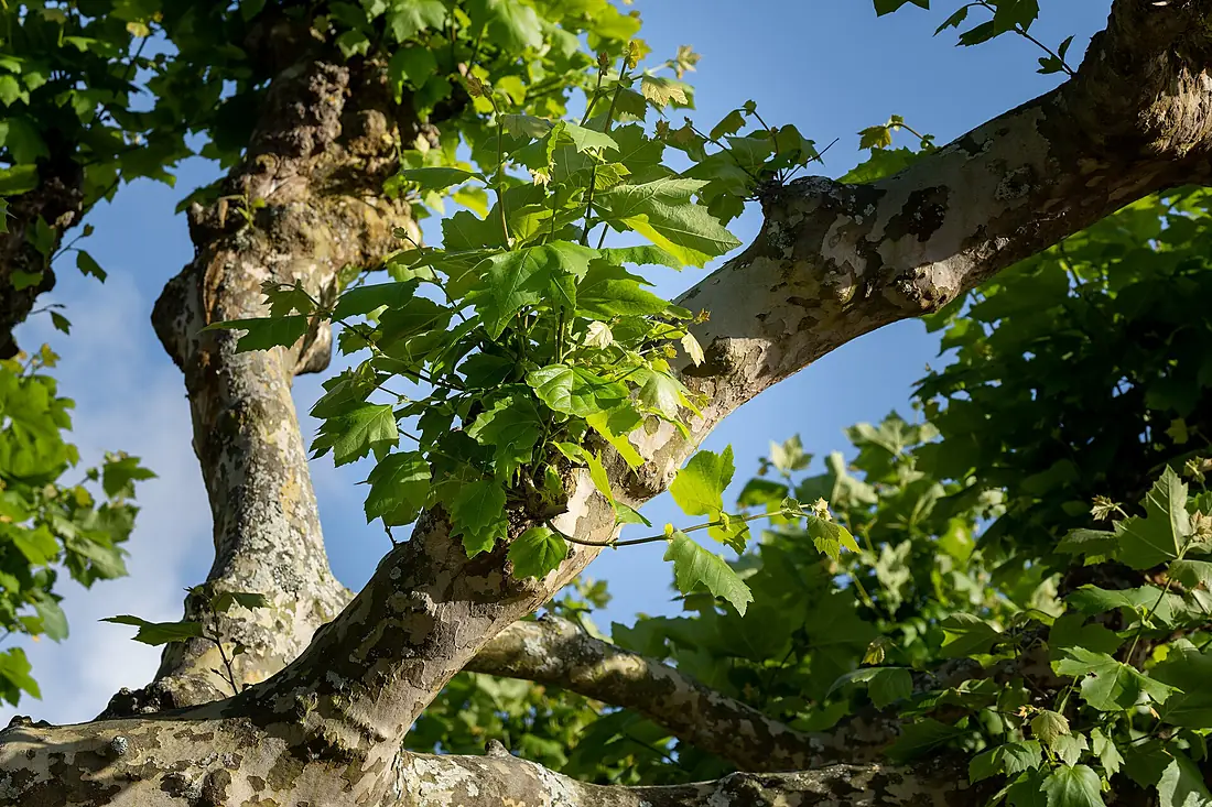 London Plane (Platanus × hispanica) detail, Aflitos, São Miguel Island, Azores, Portugal (PPL1-Corrected)