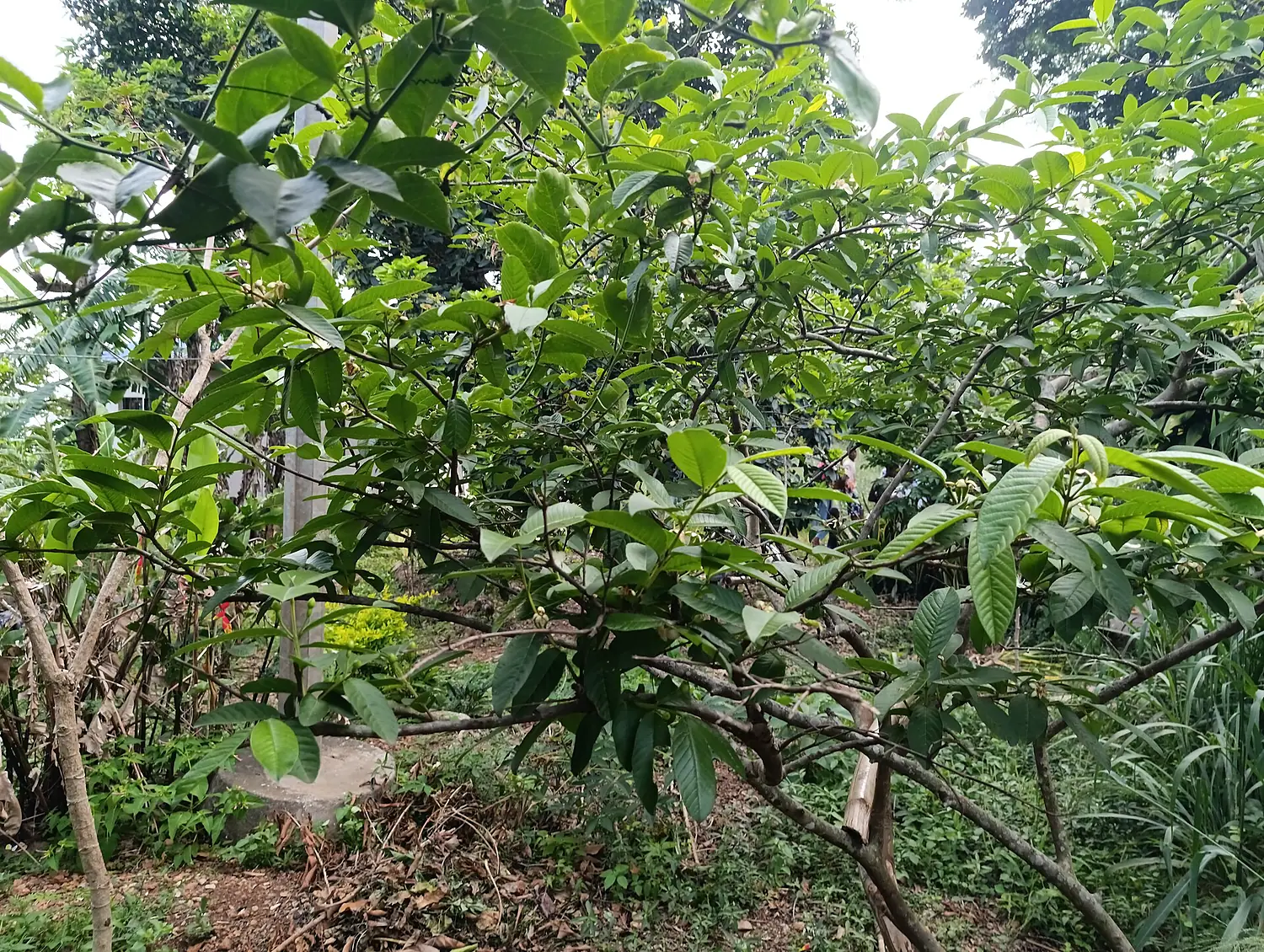 Arbre fruitiers sur le pic d'Agou1