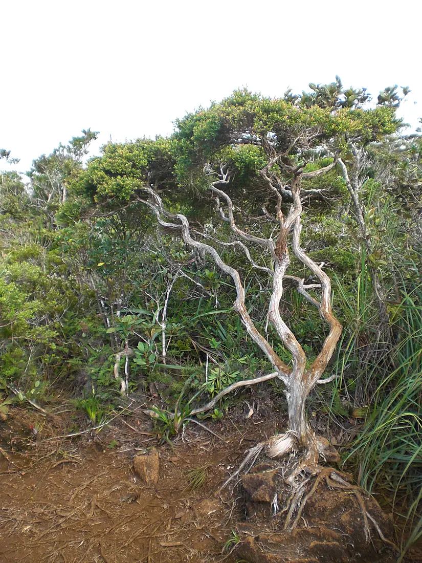 Hamiguitan bonsai tree