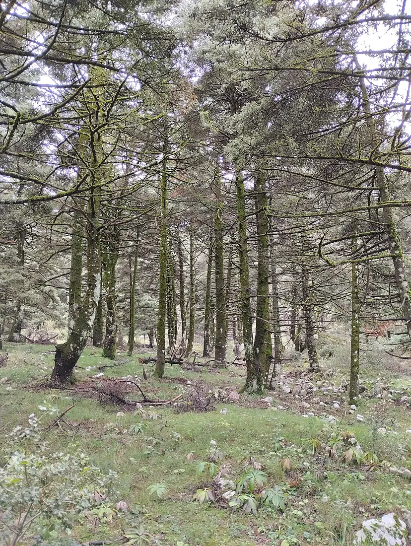 Forest in Elikonas