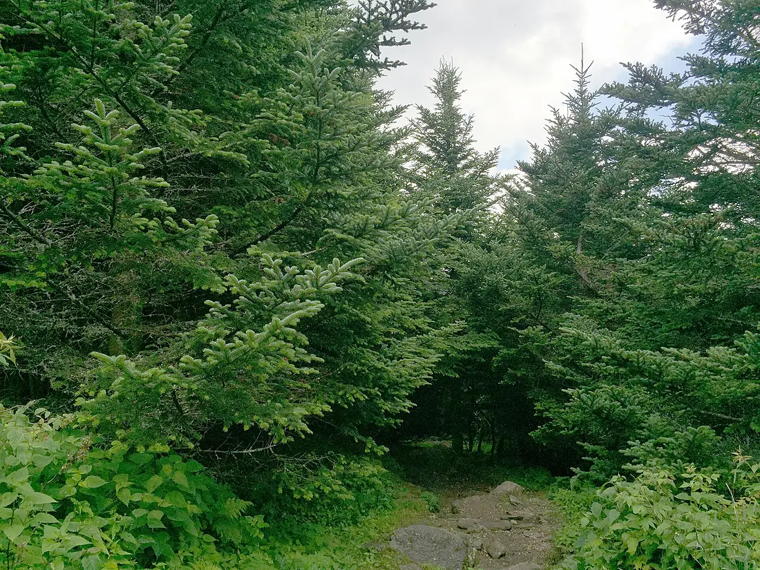 2016-07-25 13 14 49 Side trail branching from the main summit trail in Mount Mitchell State Park, North Carolina