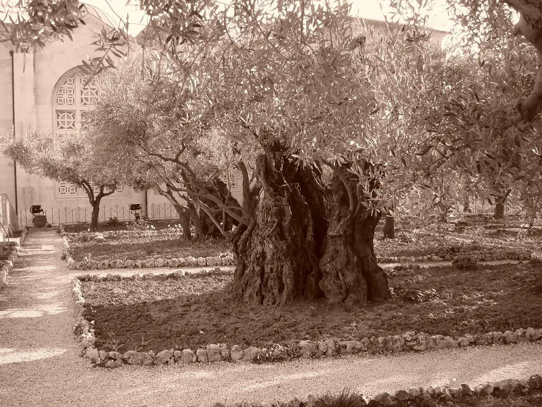 Olive tree on the Mount of Olives
