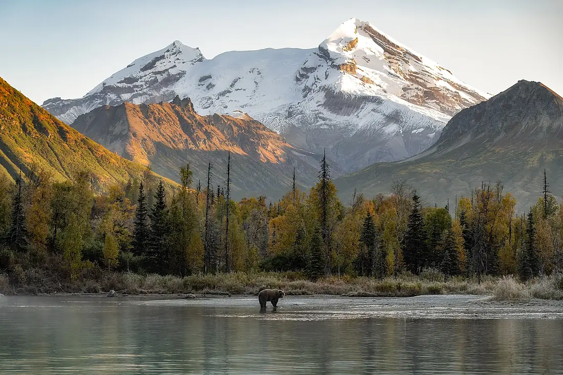 Brown Bear and Redoubt Volcano (54268102324)