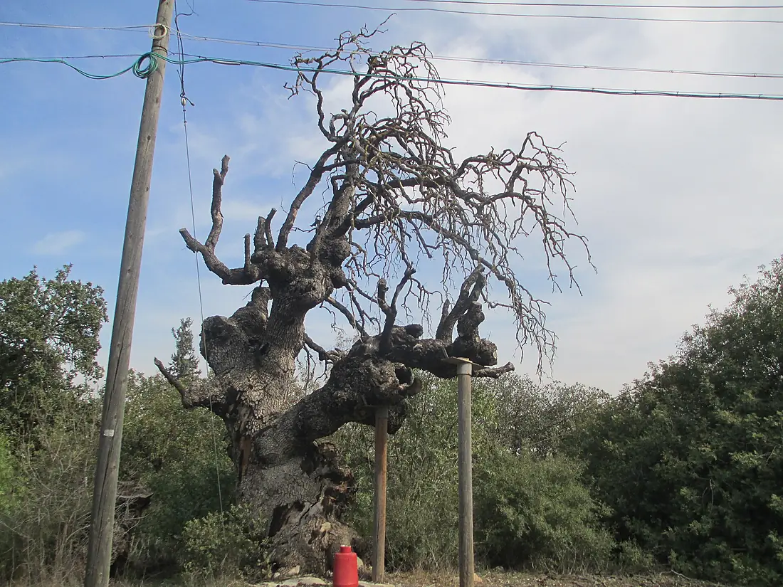 An old mount thabor's oak in lower galilee