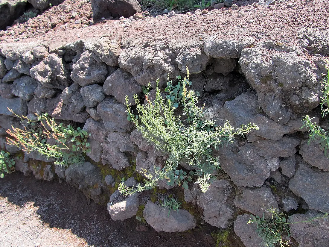 Lava Retaining Wall (15825842242)