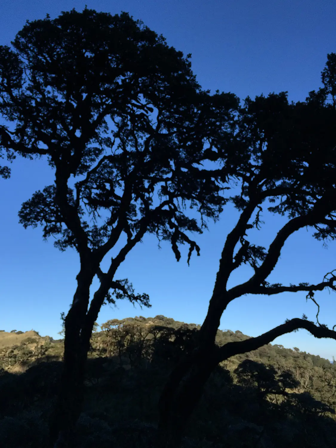Nat Ma Taung, Mount Victoria between the trees