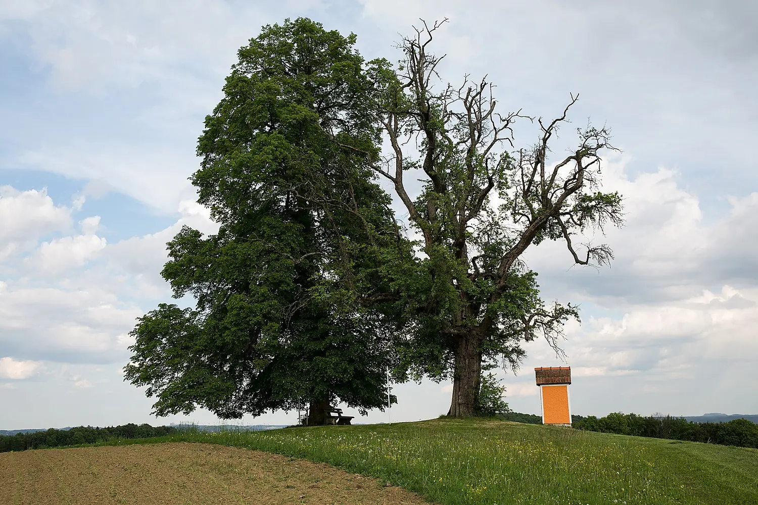 ID 508 Linde bei Reithberg 0002