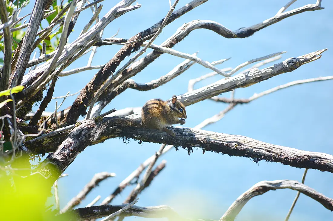 Chipmunk at Otter Crest State Scenic Viewpoint, Oregon