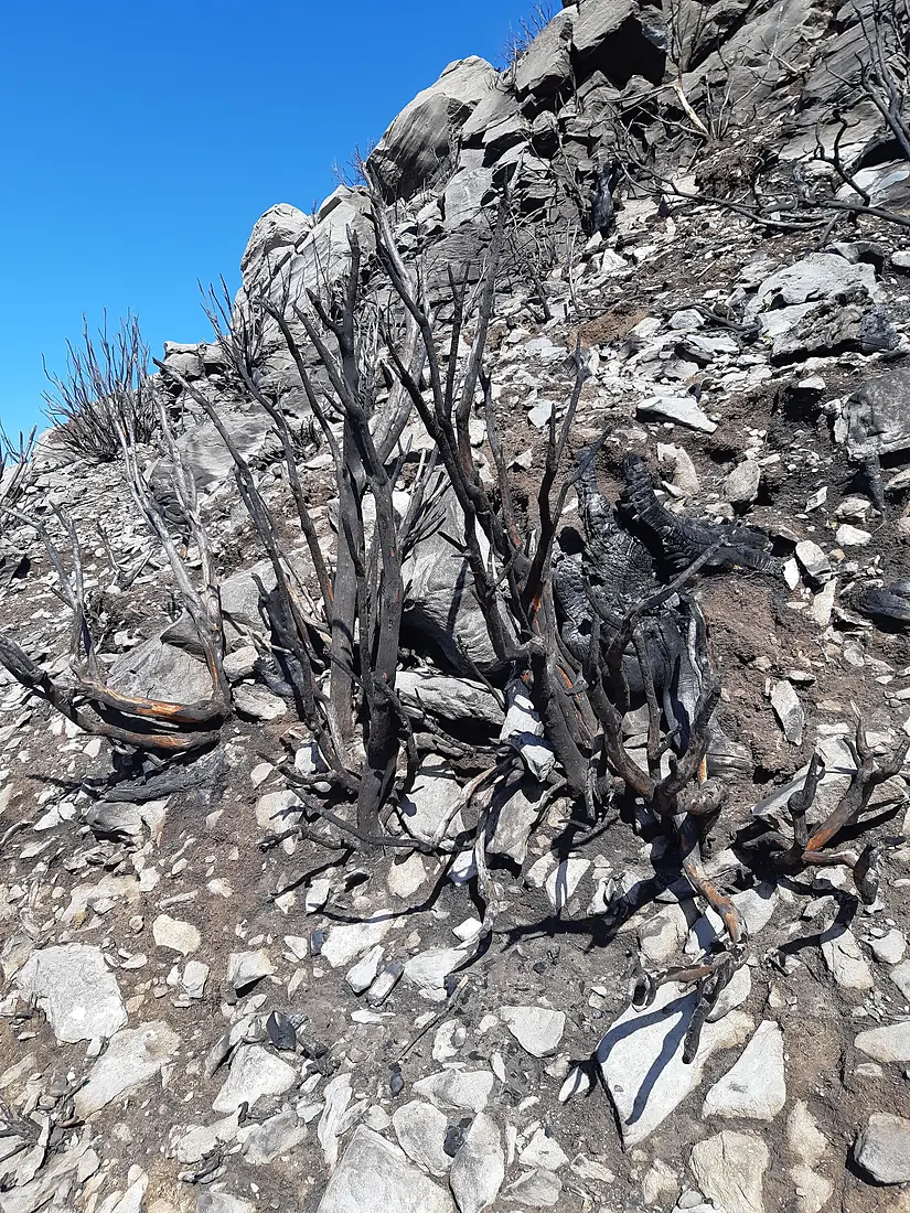 Madeira-Santana-burned near Pico Ruivo-hiking trail PR 1-2 (last part)-04ESD