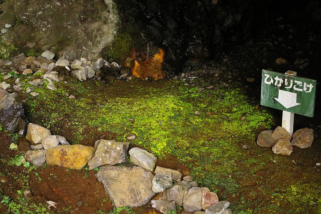 Luminous moss in Makkausu Cave, Rausu, Hokkaido
