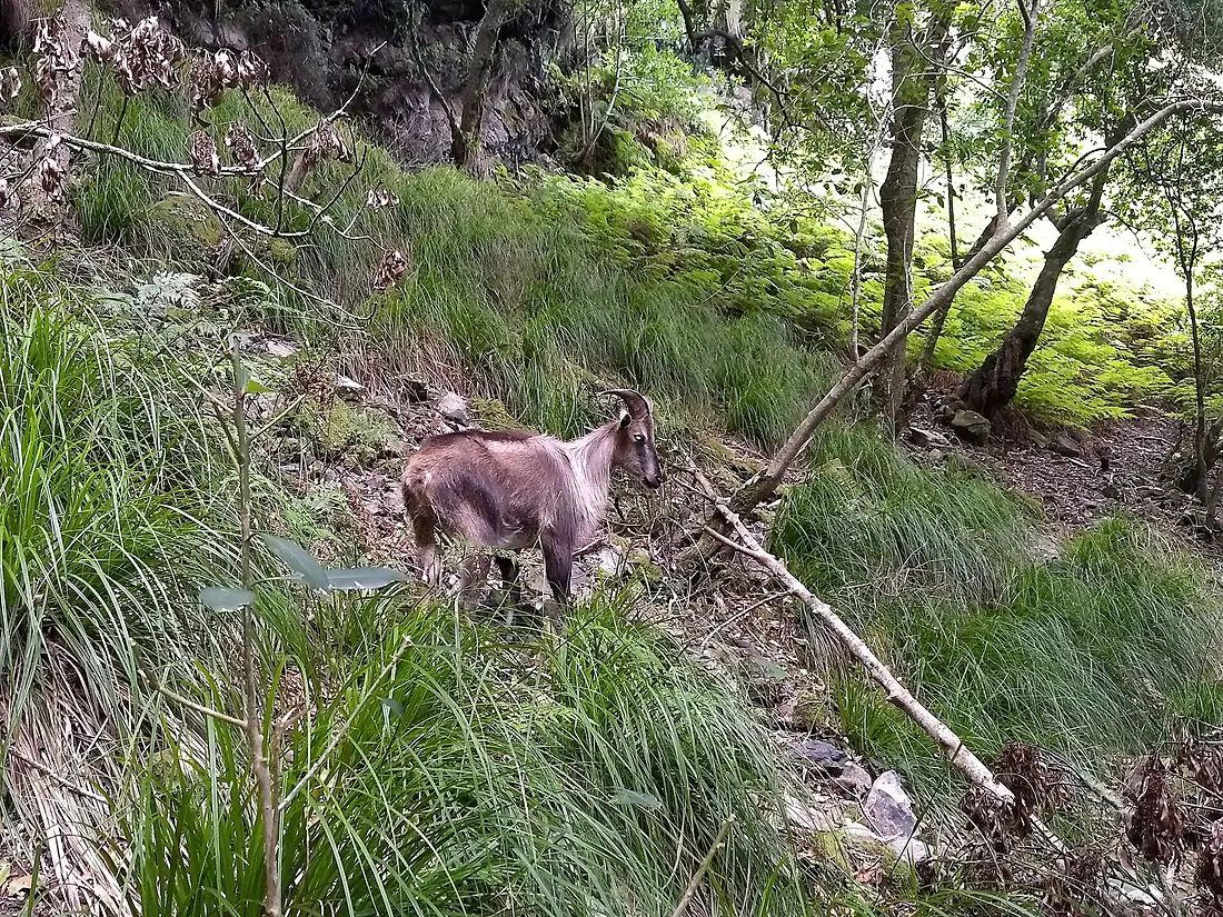 Himalayan tahr in Skeleton gorge on Table Mountain 01 Feb 2018 (2)