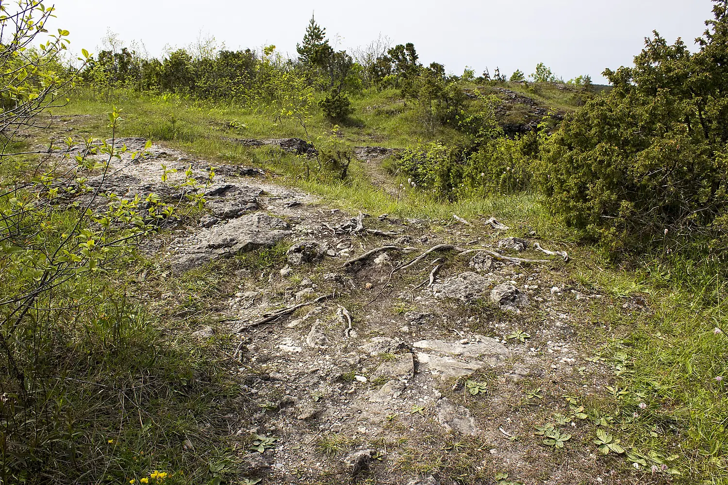 Uugu pank - clifs - panoramio (1)