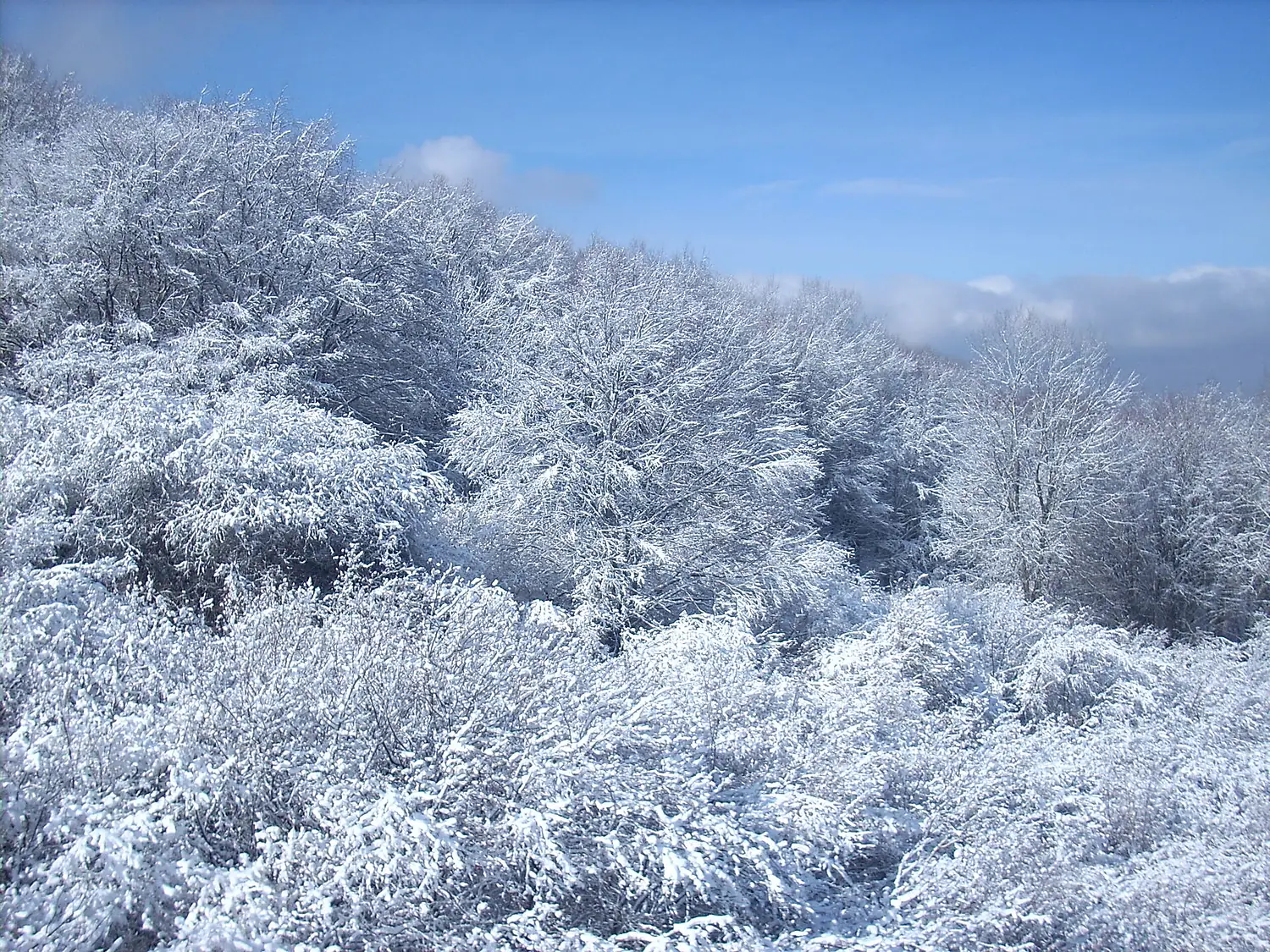 Arbres givrés sur le Vitocha (février 2009)