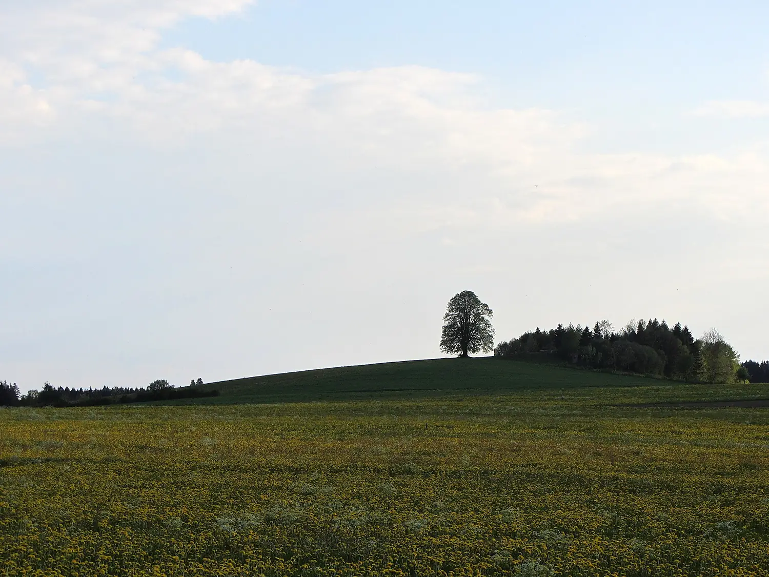 Wachbühl-2012